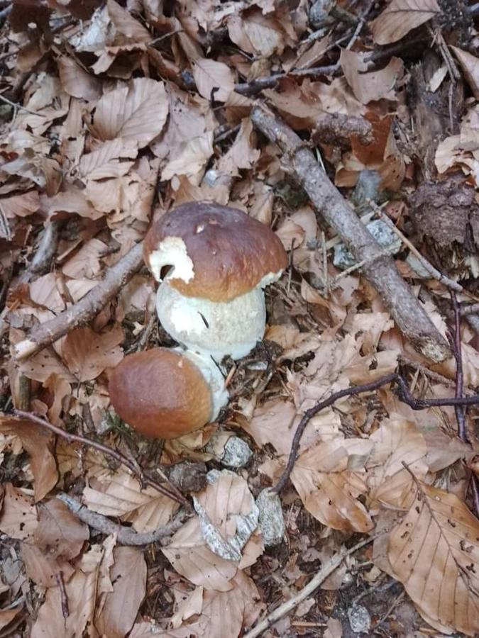 Appartamento AZZURRO Cannobio Esterno foto